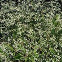 Euphorbia sp. 'Diamond Frost' (2)